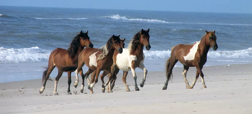 Ponies on Assateague Island beach