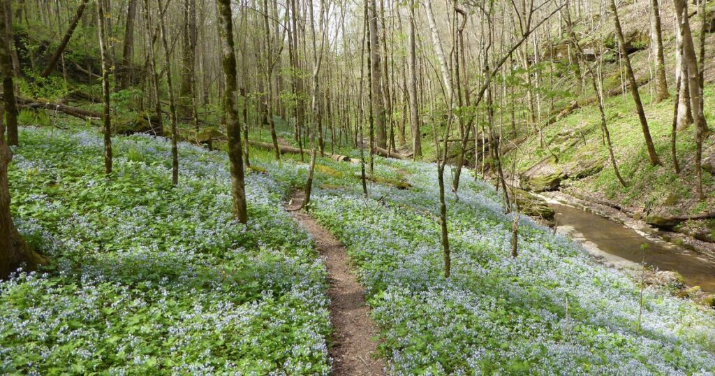 Wildflowers at Taylor Hollow, TN