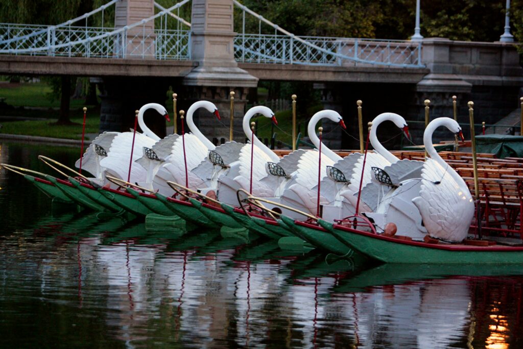 swan boats on the lake is a great thing to do with kids in Boston