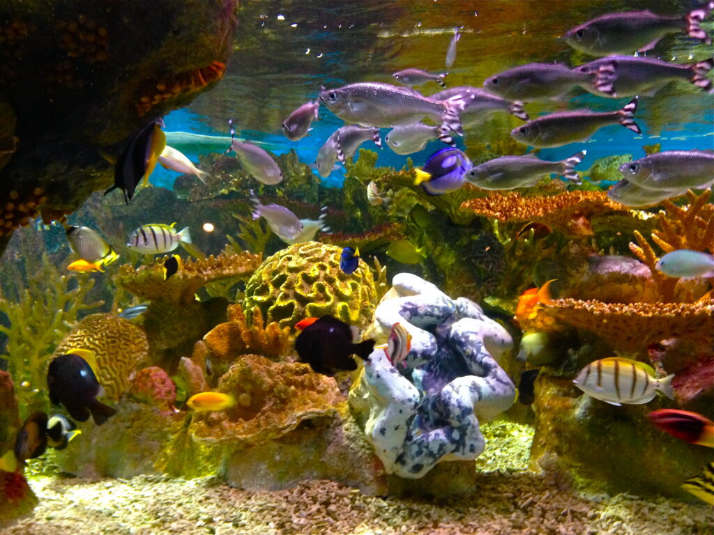 Coral and fish in the ocean tank at New England Aquarium, a thing to do in Boston with kids.