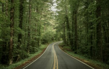 A tree-lined road in TN Photo by Jp Valery on Unsplash