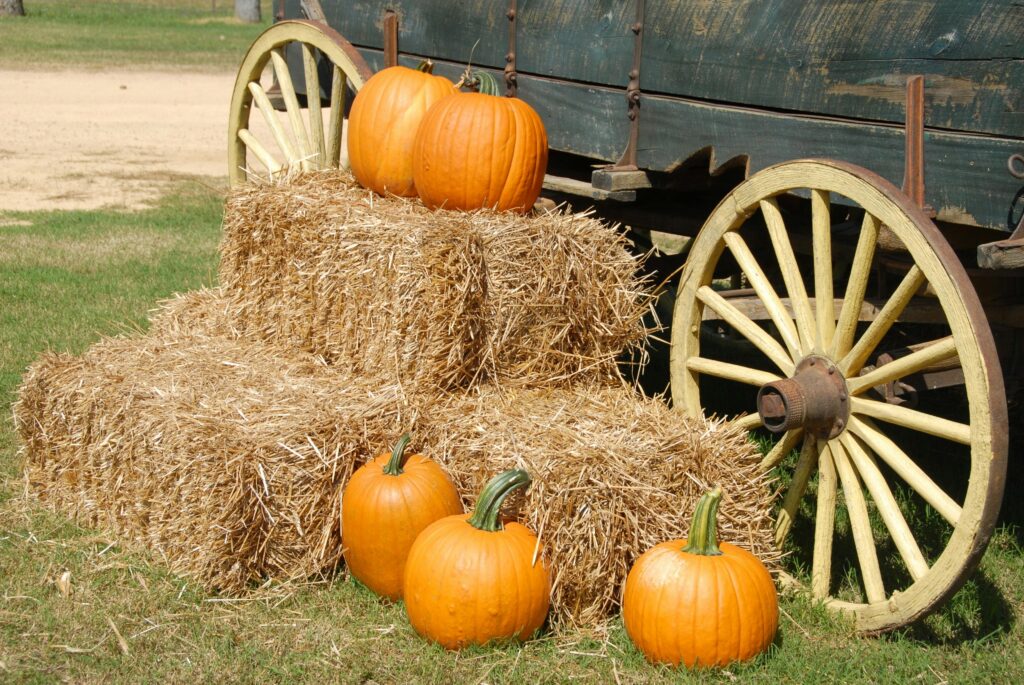 orange pumpkin on brown haystacks near a grey carriage