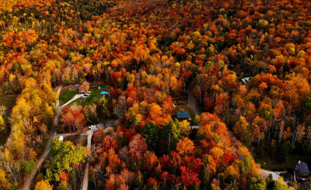 aerial view of fall foliage in USA